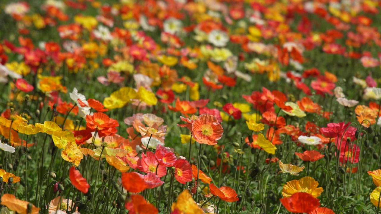 春花烂漫时 人从旁边过 1