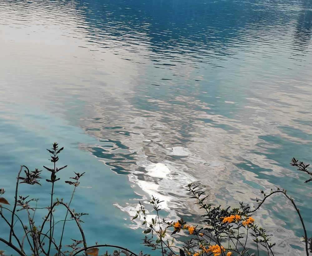花与湖泊