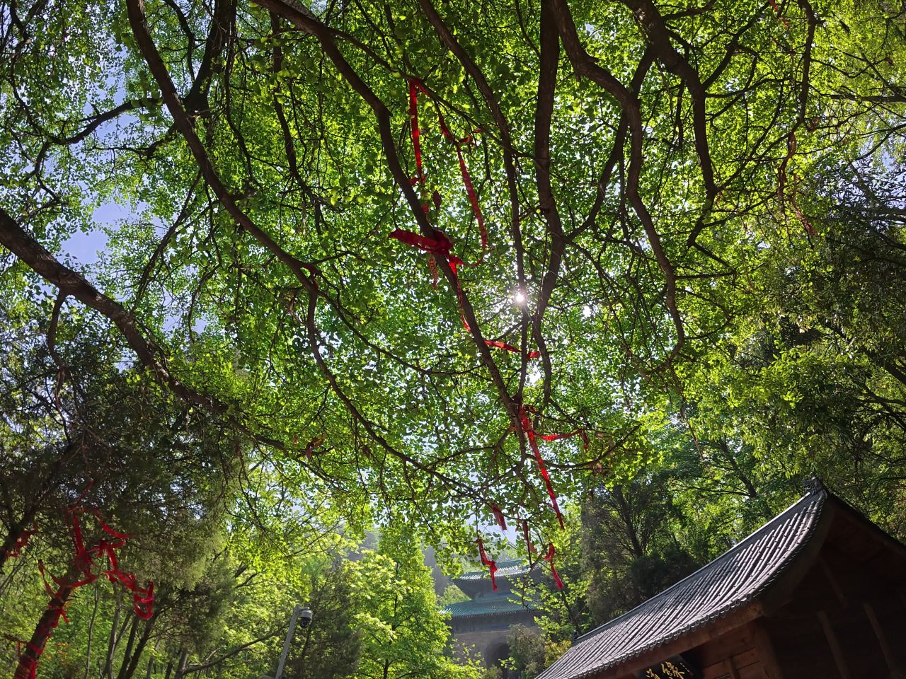 古寺树下祈愿