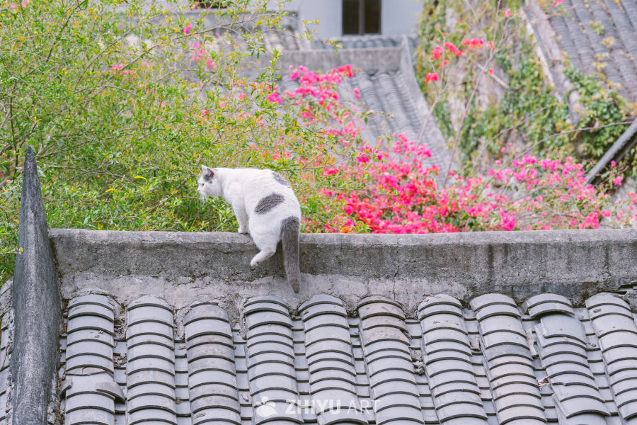 屋檐上的猫