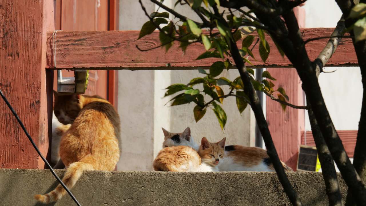 公园的小猫咪流浪猫 13