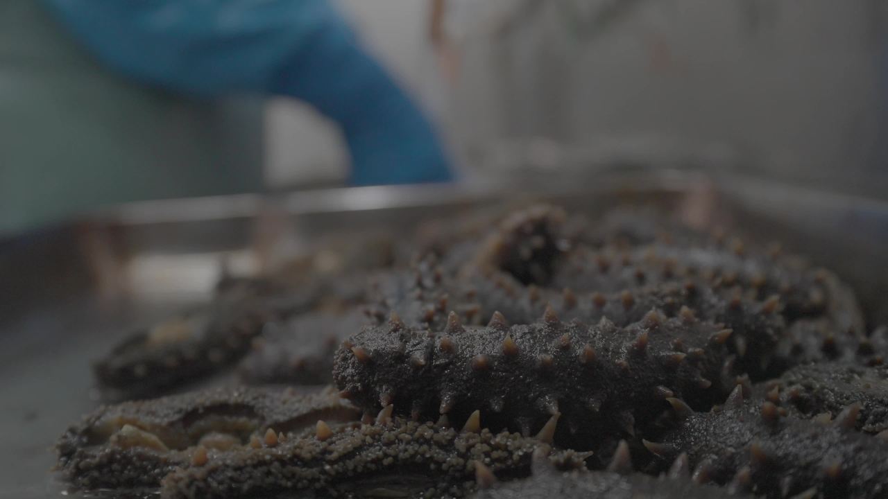 海参处理与清洗操作展示