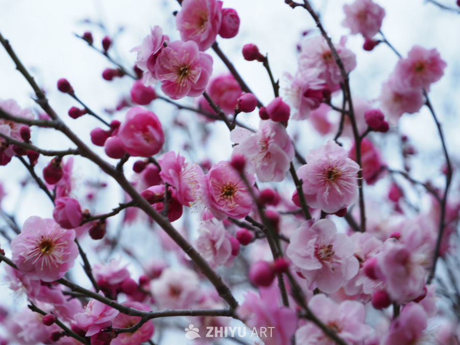 春日粉梅绽放
