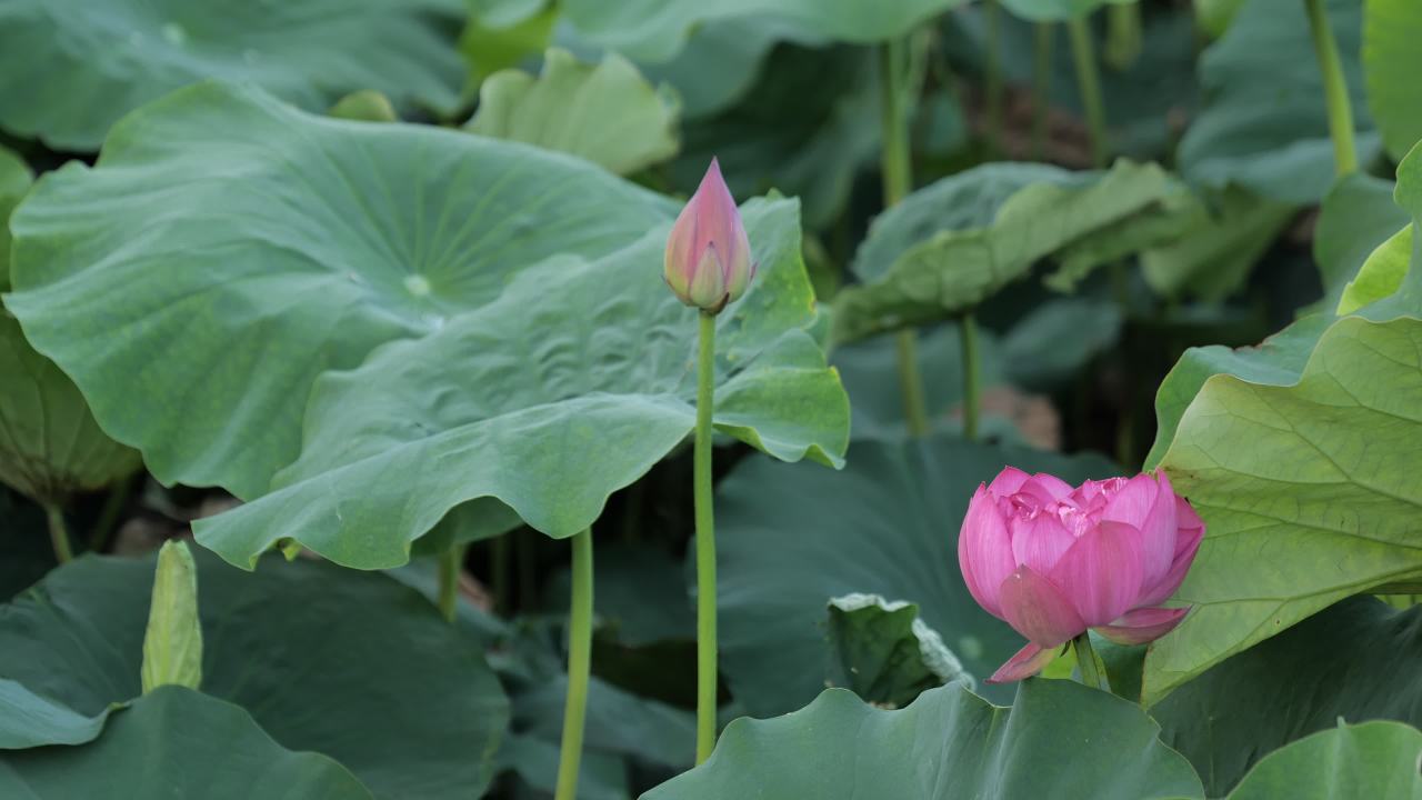 荷花 9