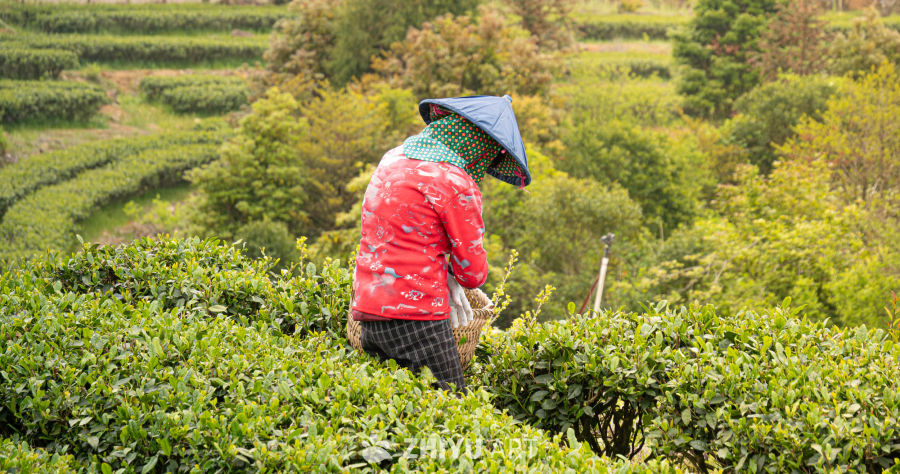茶园里的忙碌身影