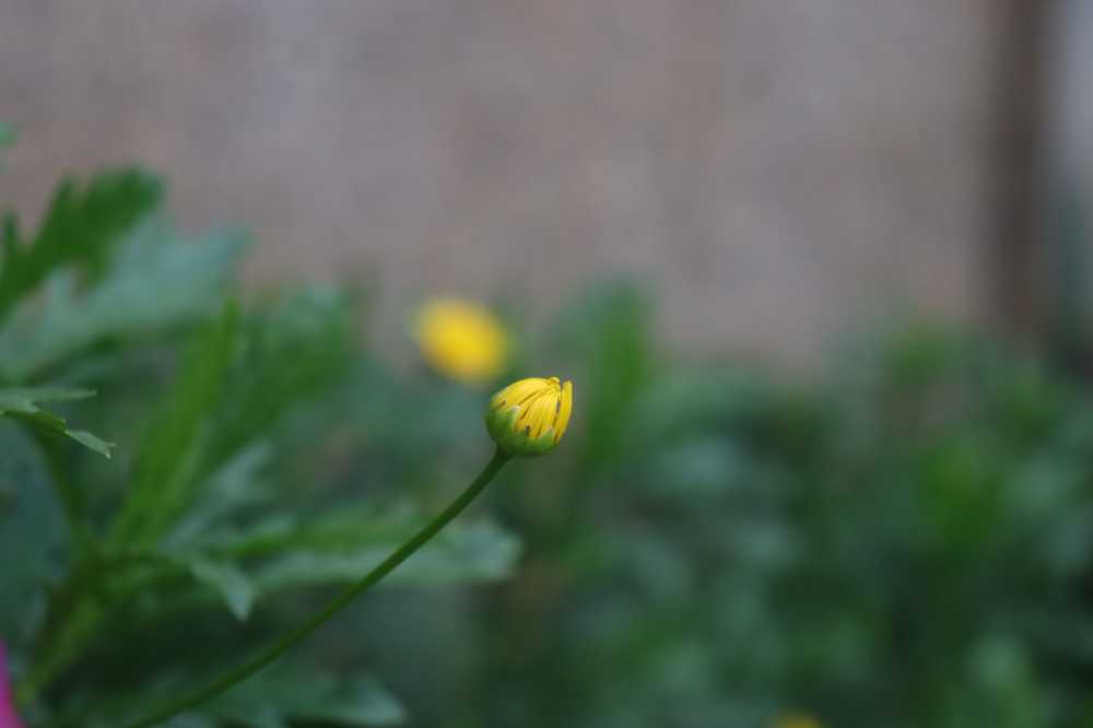小雏菊