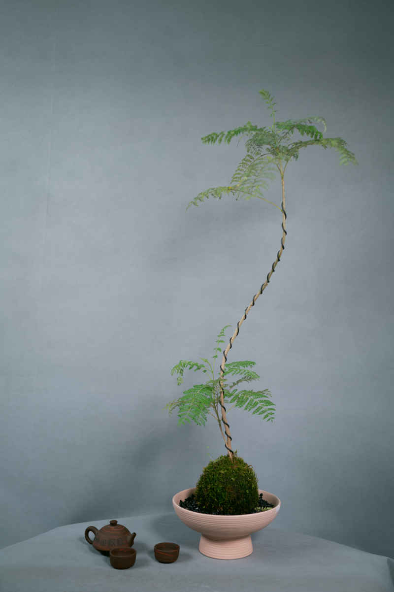 盆栽、插花 21