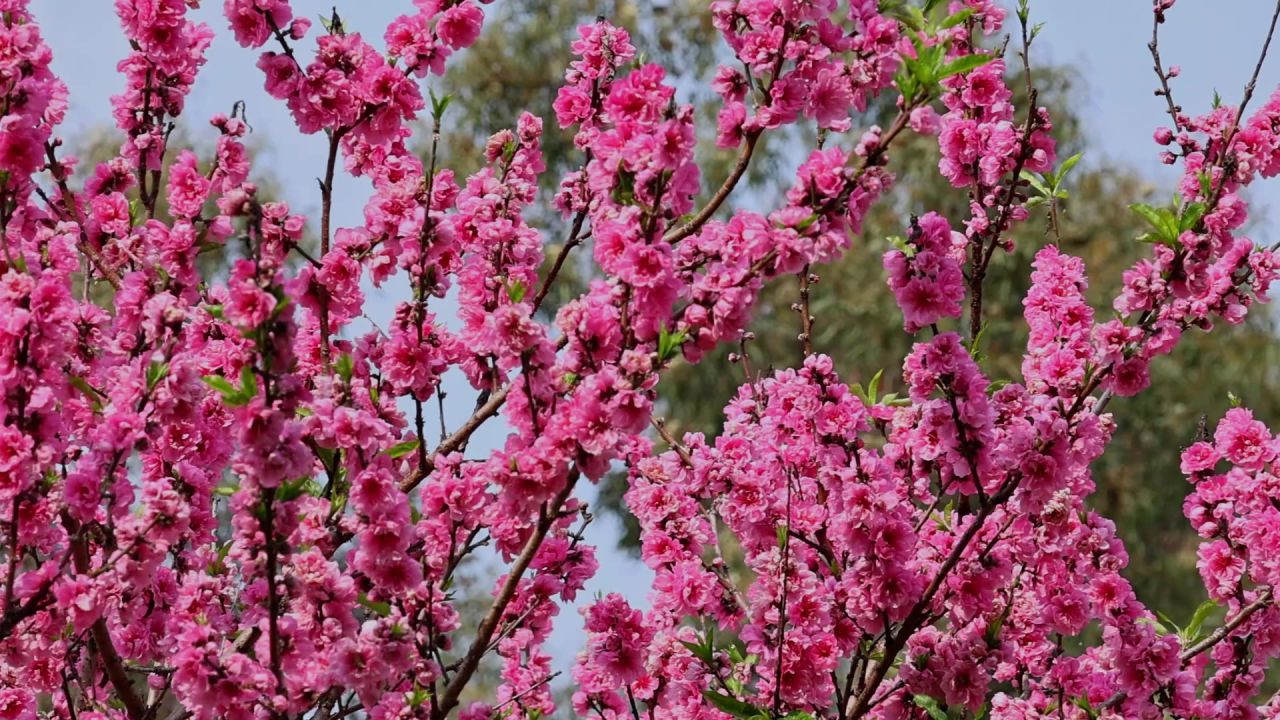 春暖花开桃花盛开 14
