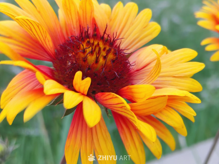 色彩斑斓的向日葵