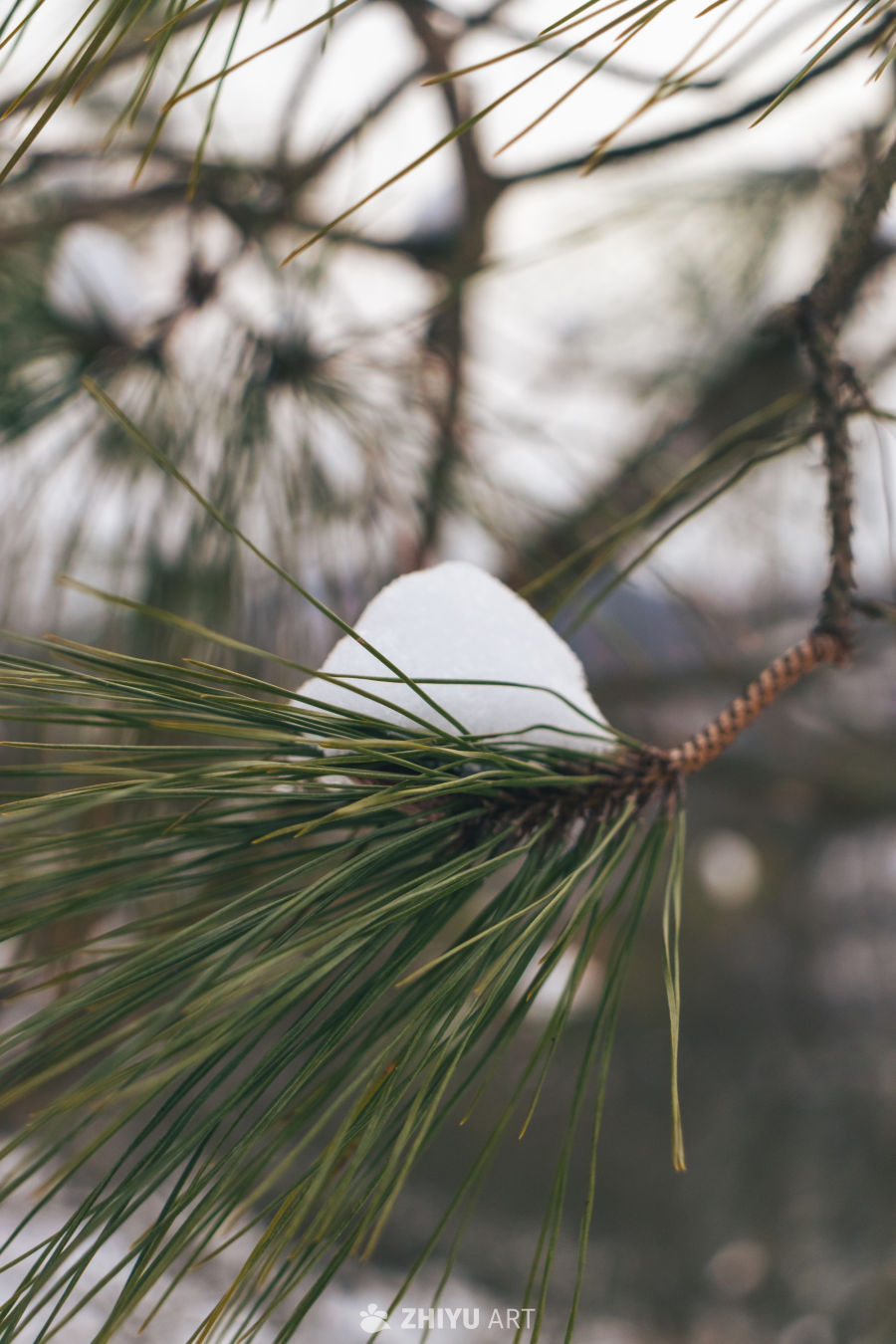 雪落松针