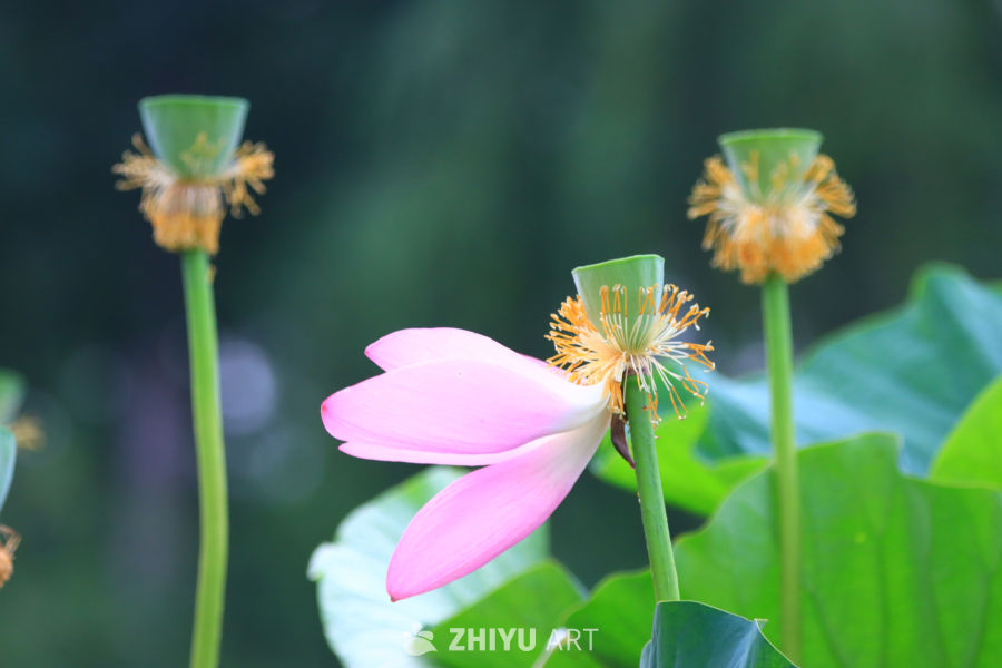 盛夏荷花 216