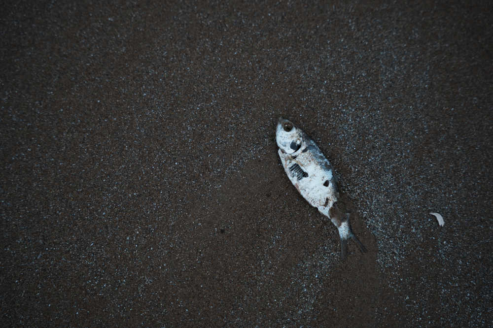 海滩上的鱼