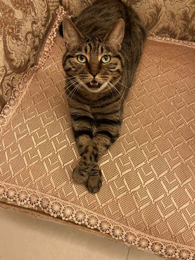 狸花猫