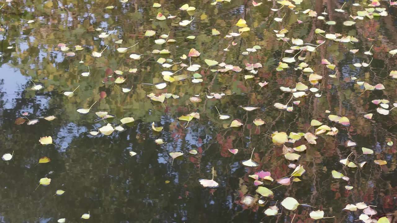 秋叶漂浮在水面上