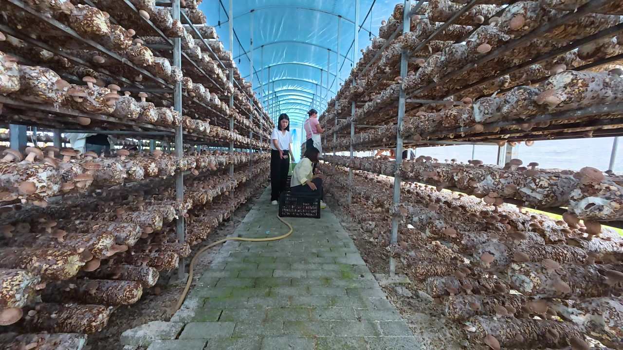 4k农业产业 香菇种植  香菇采摘