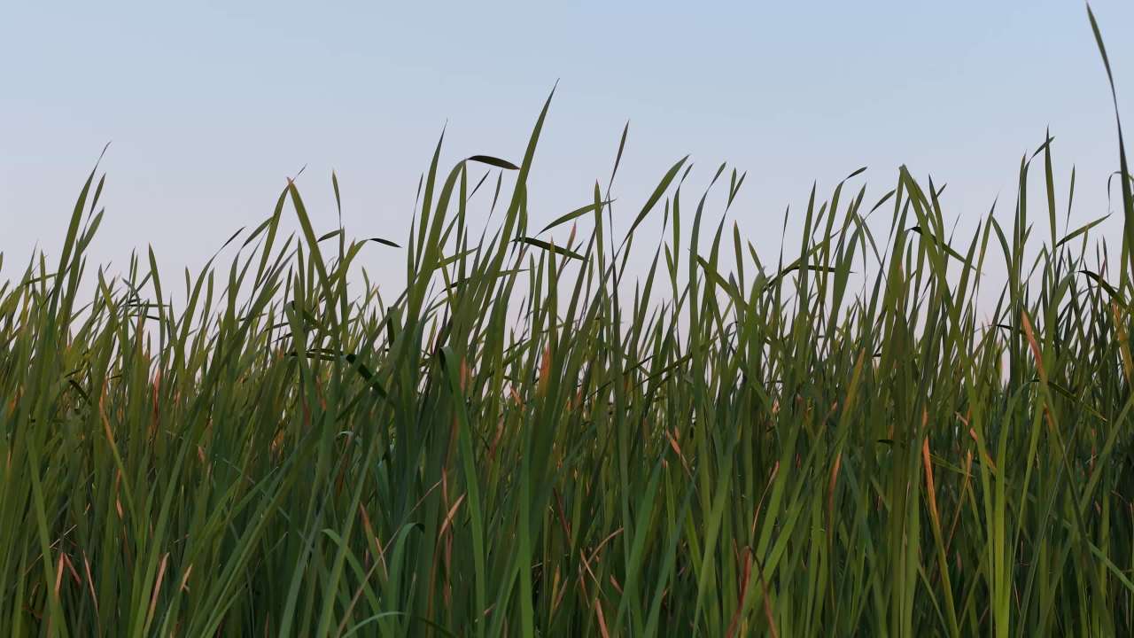 风吹稻田