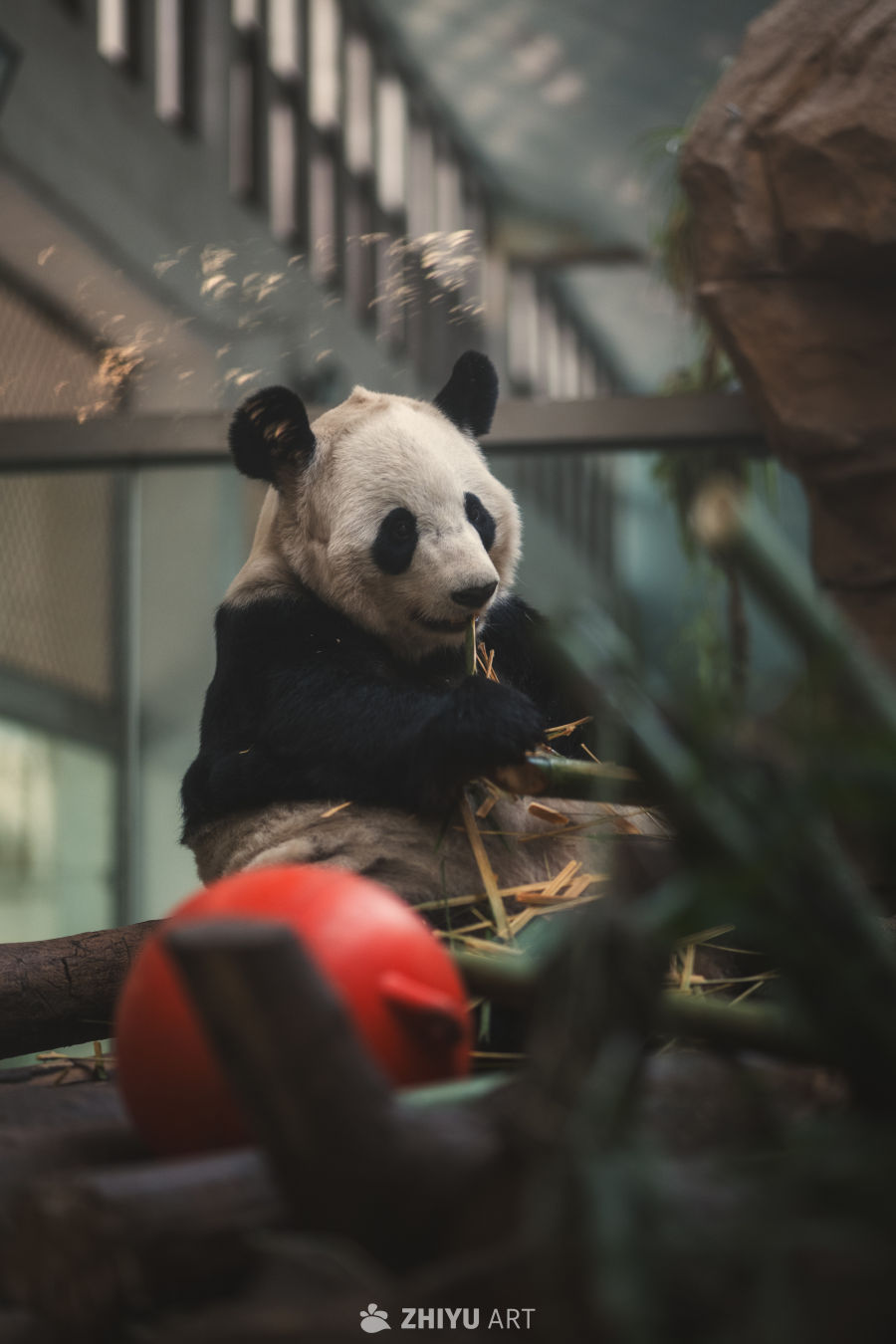 国宝大熊猫阳浜 