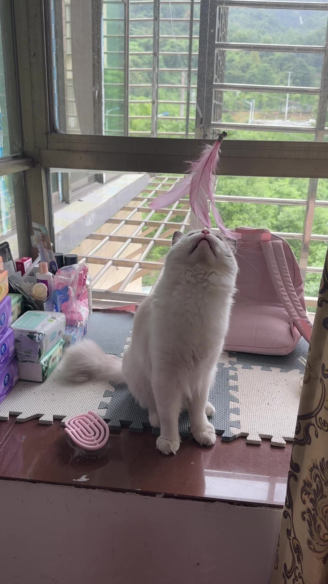 大部分时候猫咪对人好，但是对同类并不友好 4