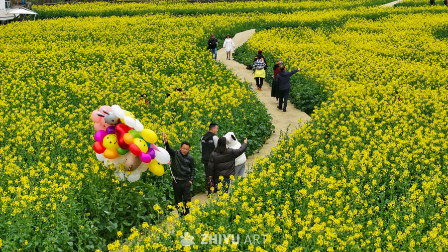 航拍油菜花盛开  美丽乡村 14