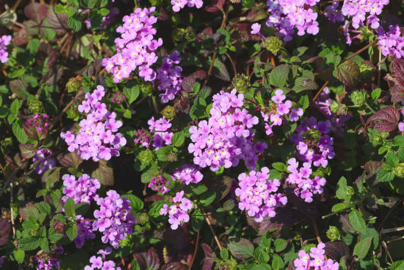 蔓马缨丹花丛