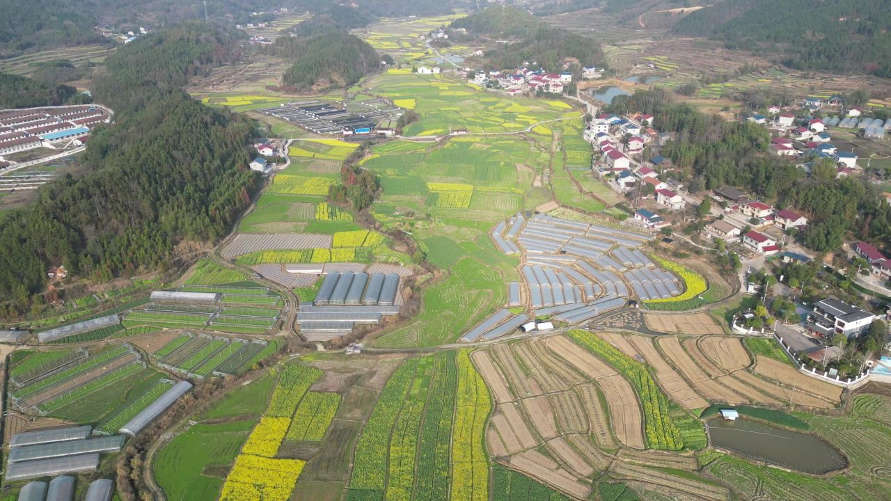 农业种植农田油菜花美丽乡村航拍