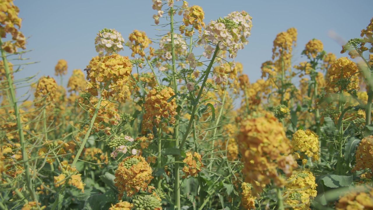 春天的油菜花一组 4