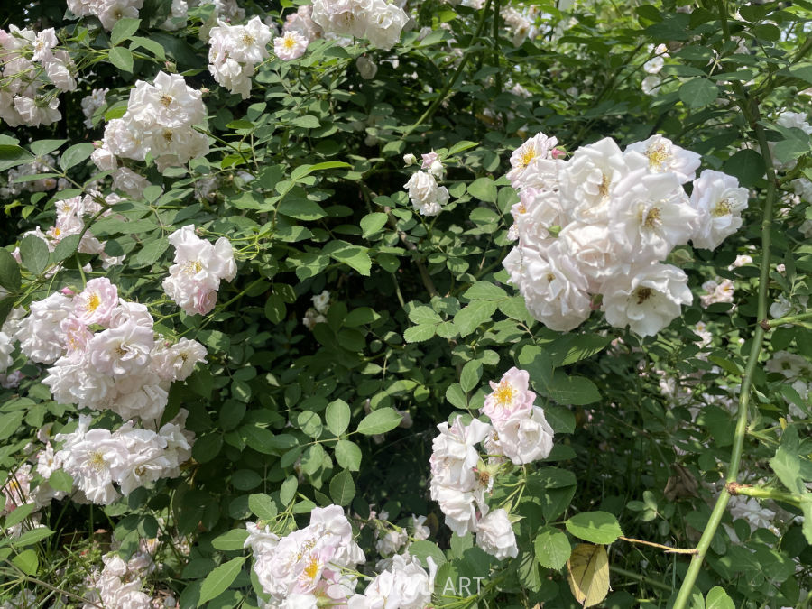 春季花卉 15