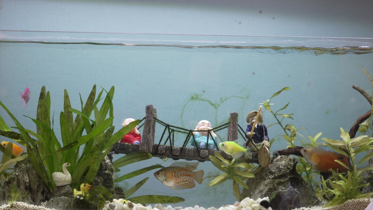 水族鱼缸景观 2