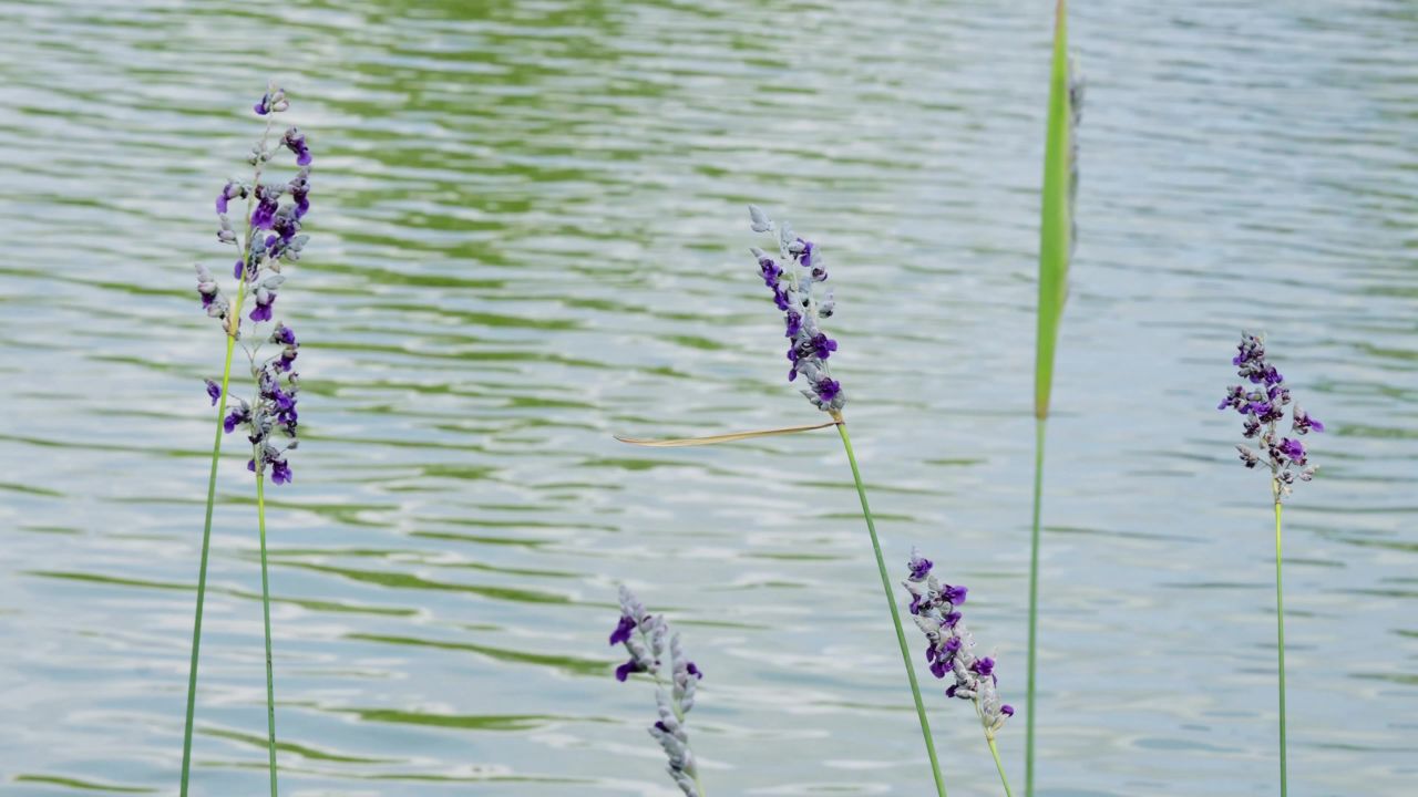 湖边的小紫花迎风摇曳