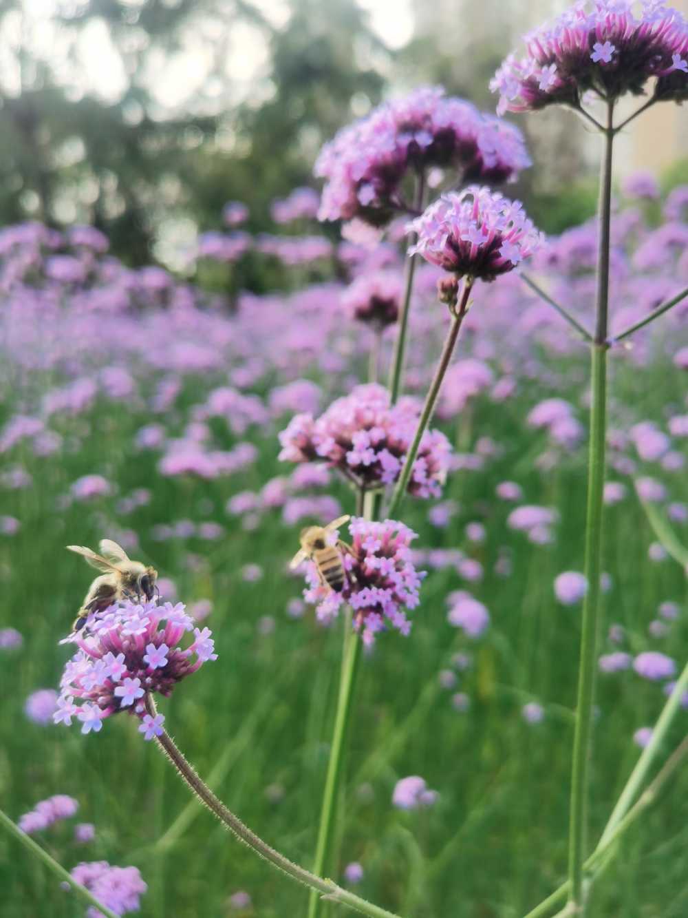 蜜蜂  鲜花  春天  采蜜  辛勤