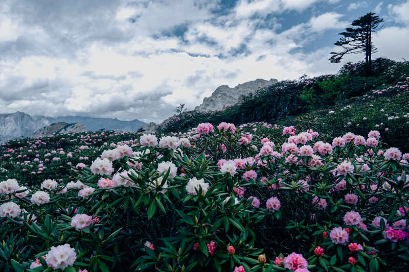 高山杜鹃