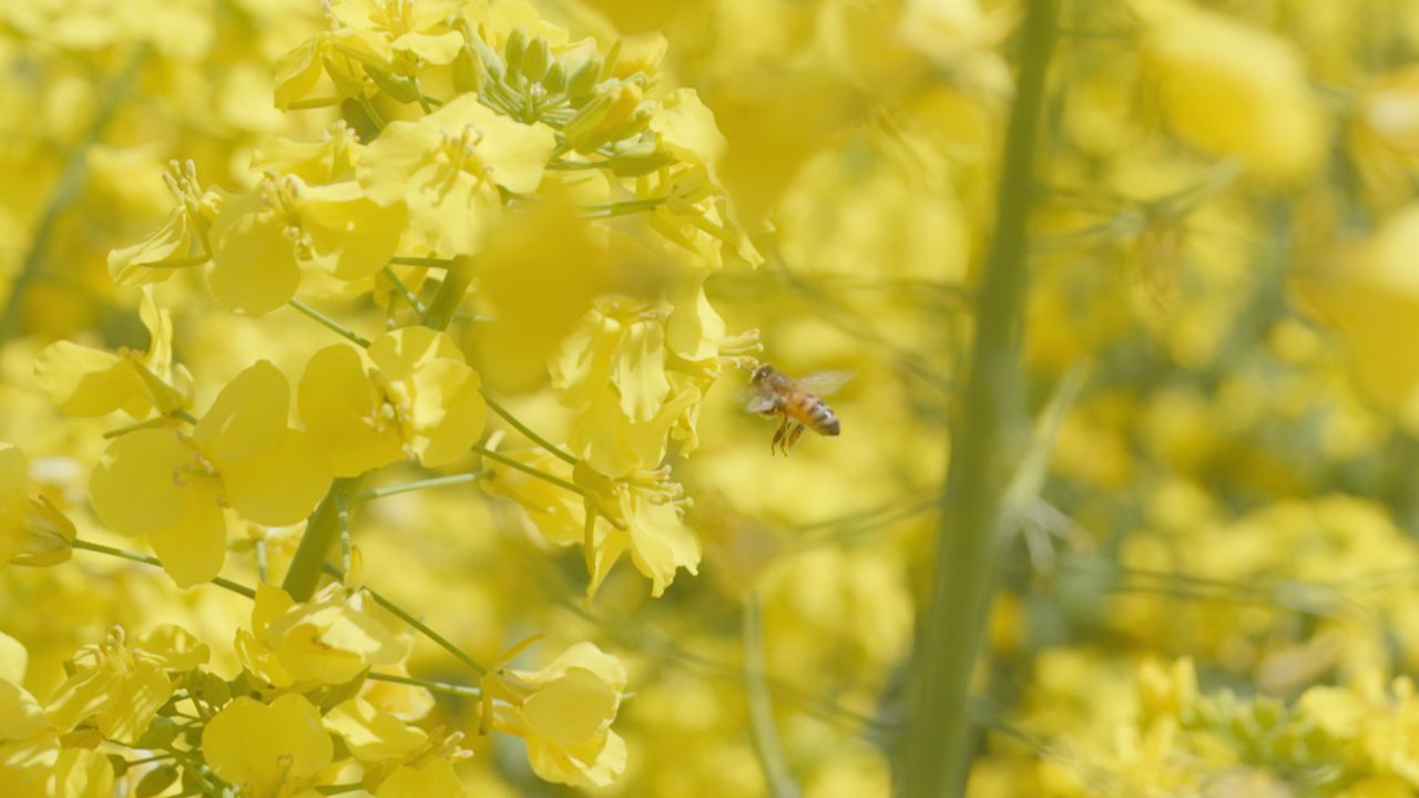 春天农村油菜花海蜜蜂采蜜 38