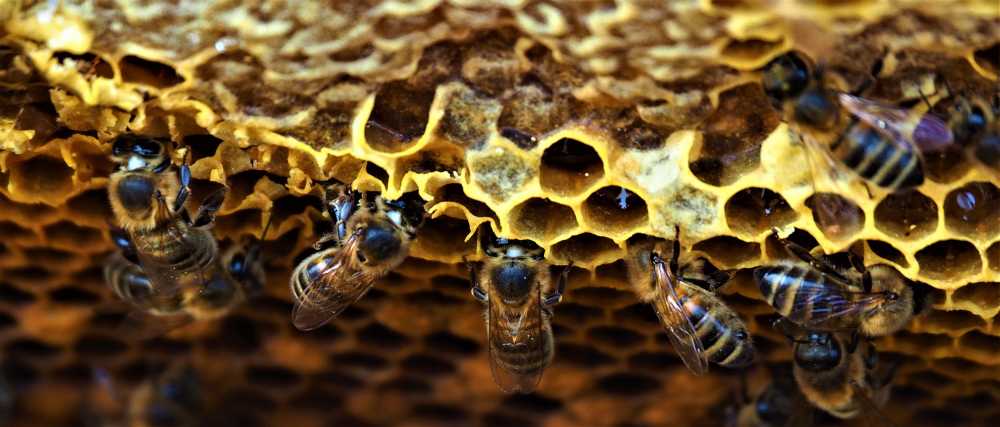 蜂巢蜜蜂昆虫蜂蜜