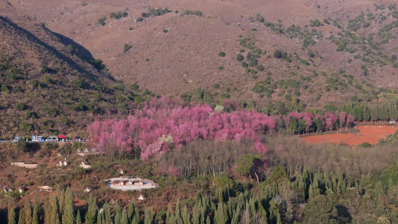 春日山间樱花绽放