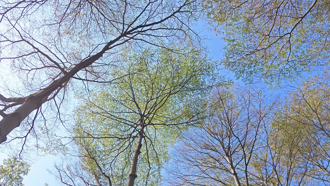 4K小叶榄仁树林仰拍旋转