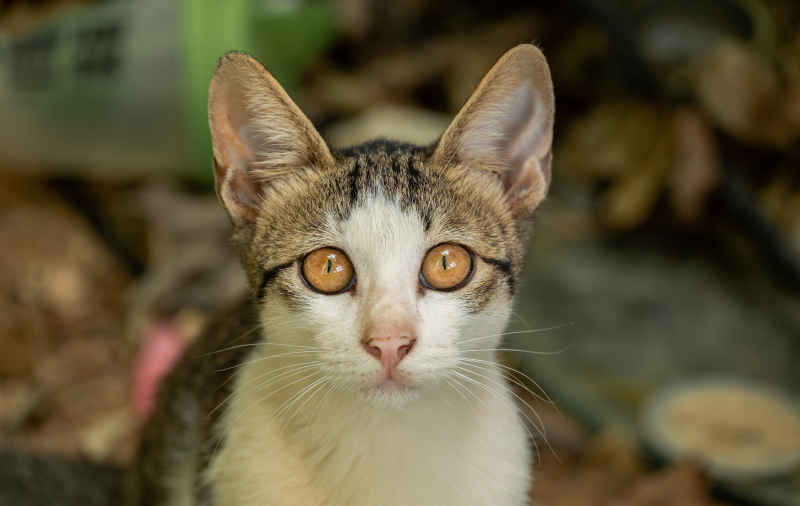 小猫小猫