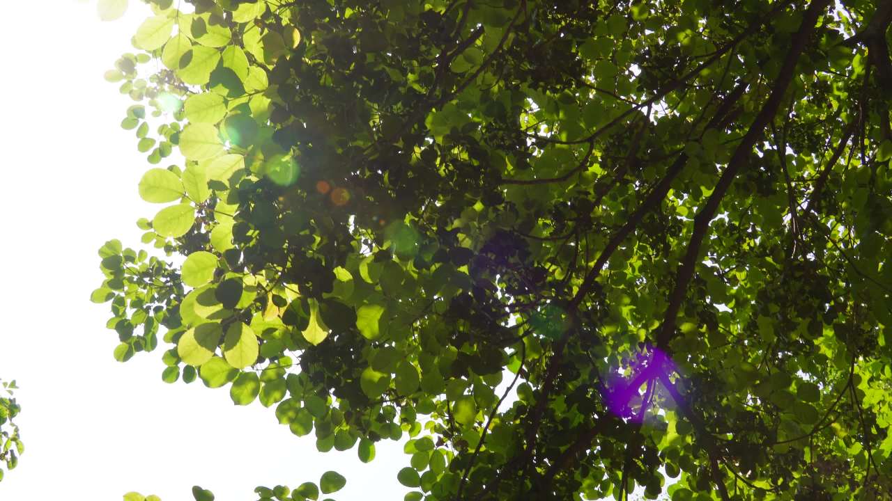 阳光透过树叶