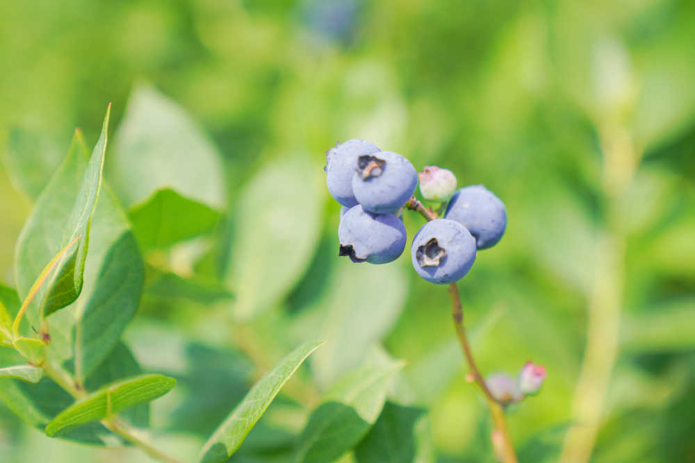 果园蓝莓