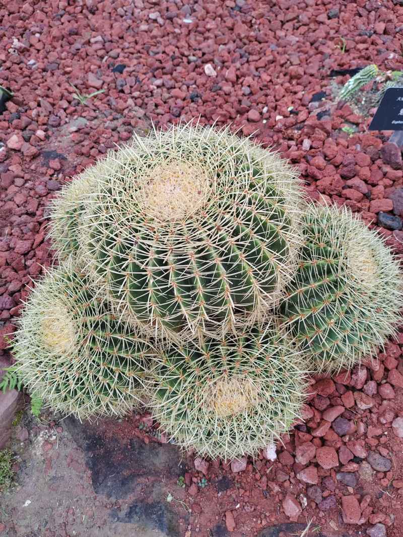 狂刺金琥