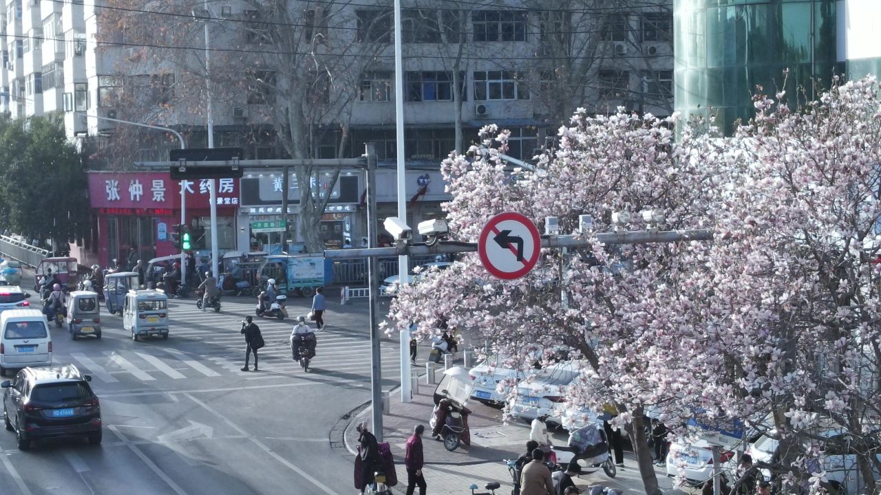平顶山湛北路玉兰花航拍空镜