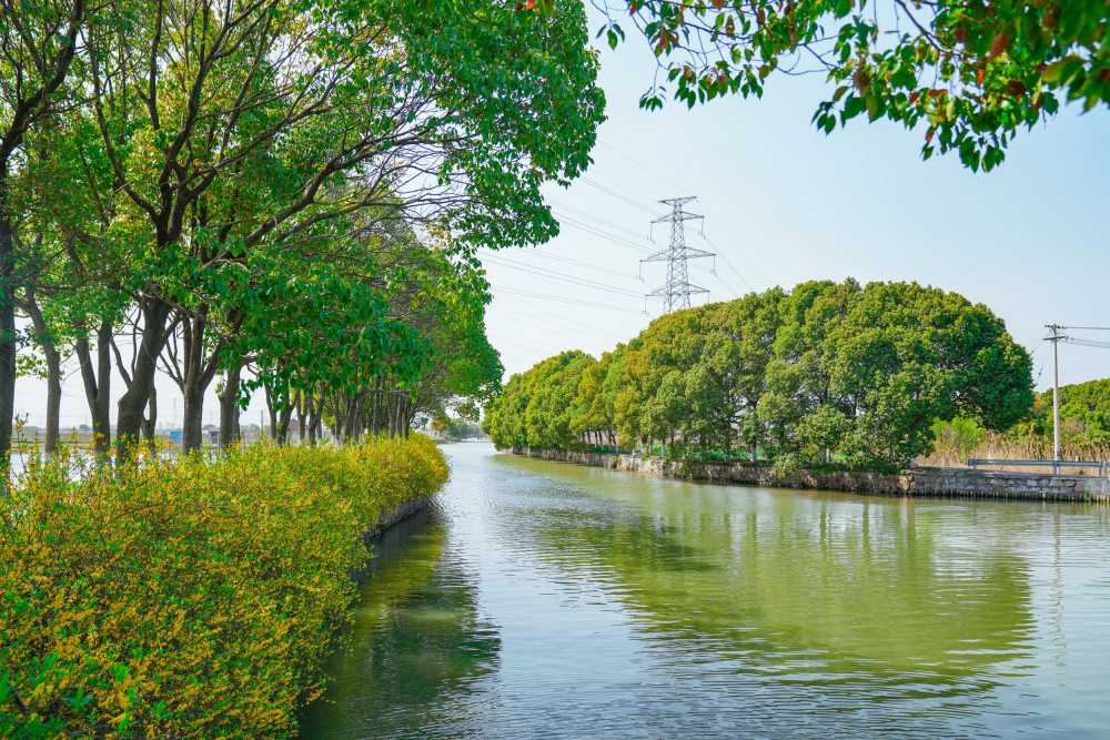 田间的春色
