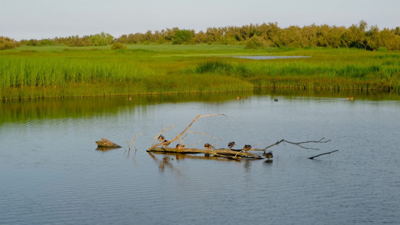 湿地鸟鸭景观水
