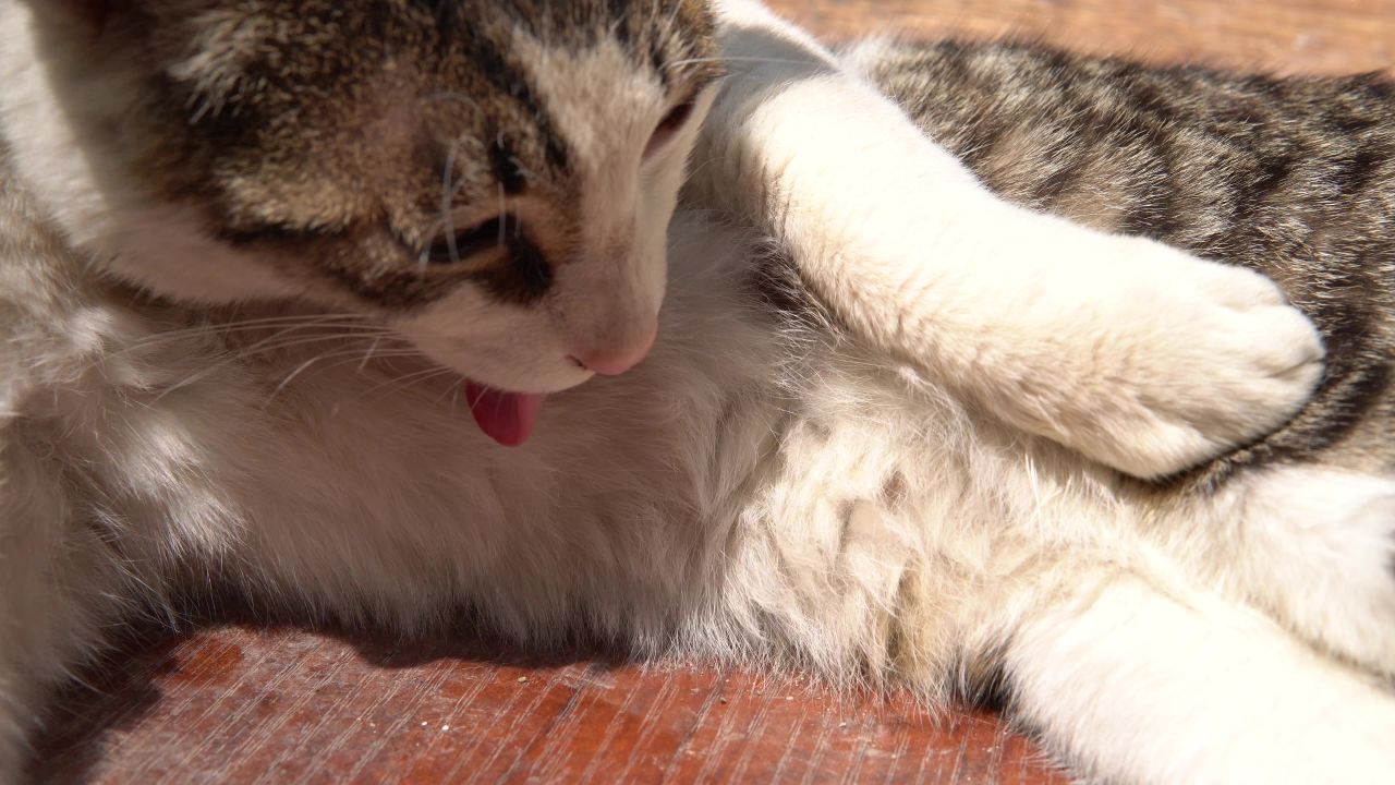 中午狸花猫舔毛