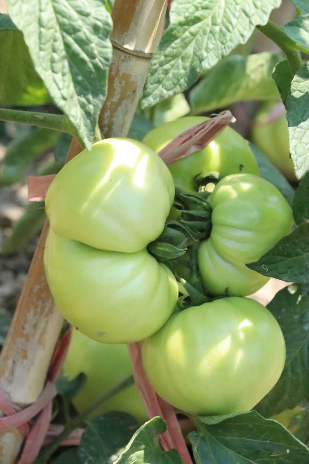 田间茁壮成长的番茄