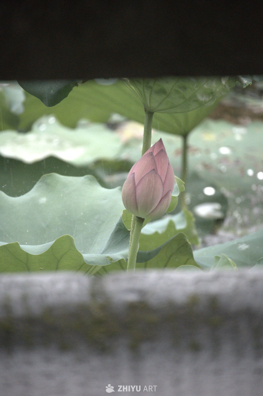 雨中静待绽放的莲