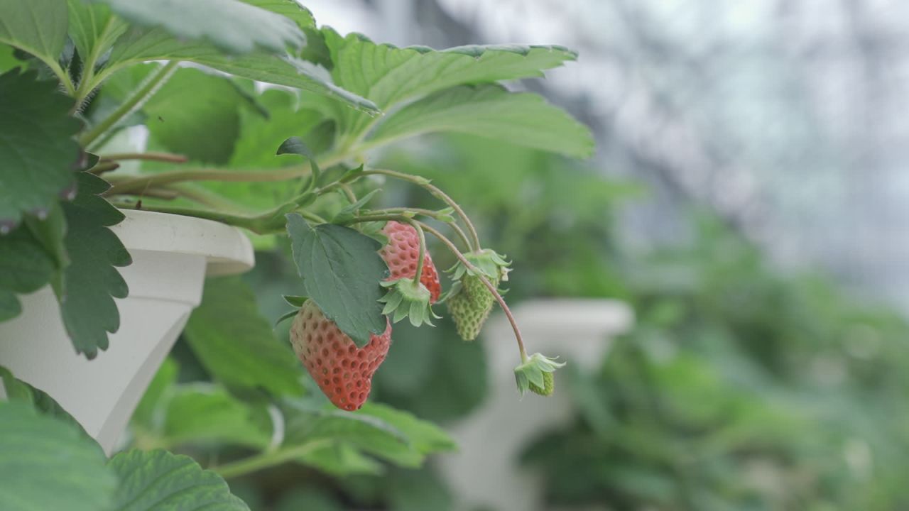 温室草莓 3