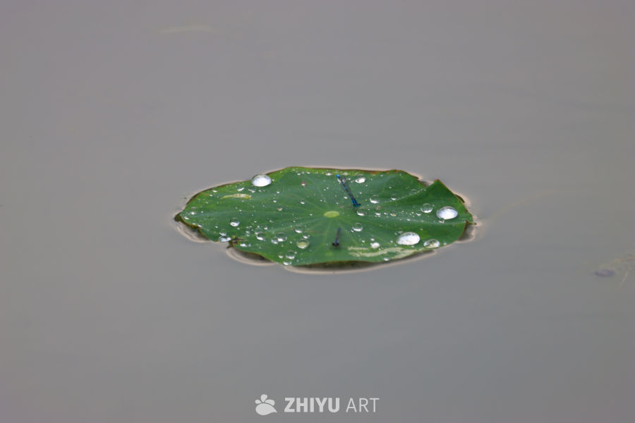 盛夏荷花 18