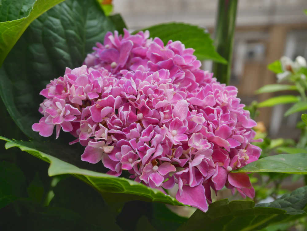 花团锦簇绣球花