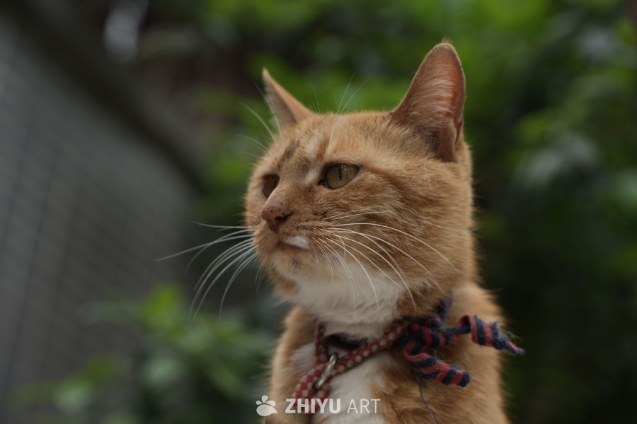 猫咪 8