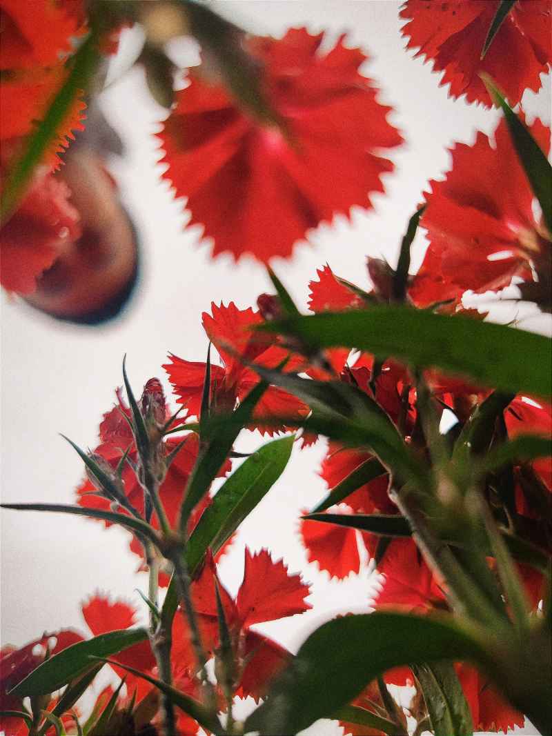 红花